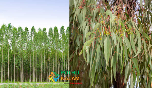 Eucalyptus in tamil