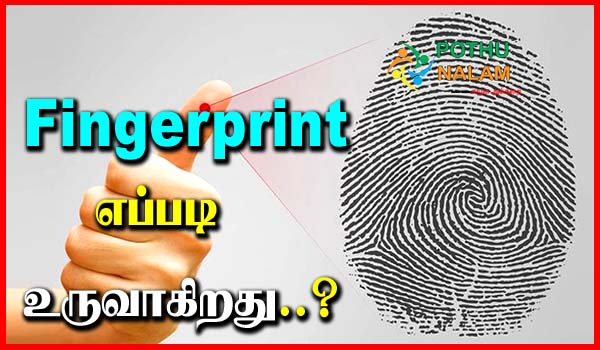 How Fingerprint Is Formed in Tamil