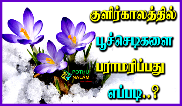 How Protect Delicate Flowers Winter in Tamil
