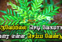 How To Grow Curry Plant Fast From in Tamil