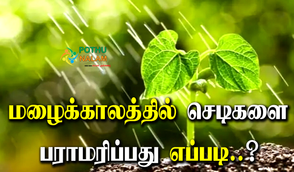 How To Take Care Of Plants In Rainy Season in Tamil