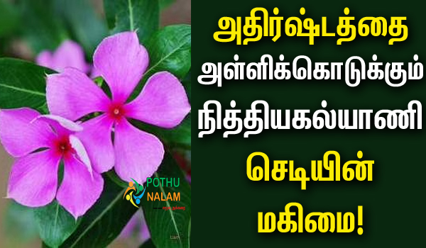 Lucky Plant for Home in Tamil