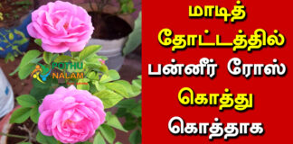 Paneer Rose Maadi Thottam in Tamil
