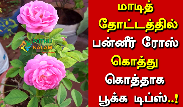 Paneer Rose Maadi Thottam in Tamil