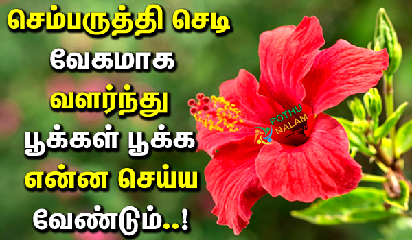 Sembaruthi Poo Pooka Tips in Tamil