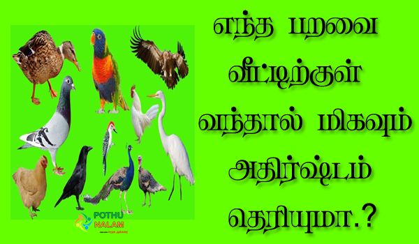 birds astrology in tamil