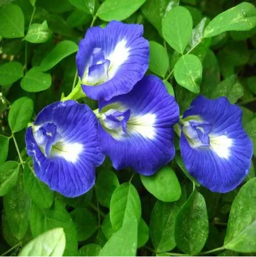  butterfly pea flower in tamil