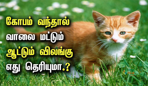 cat information in tamil