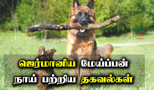 german shepherd information in tamil