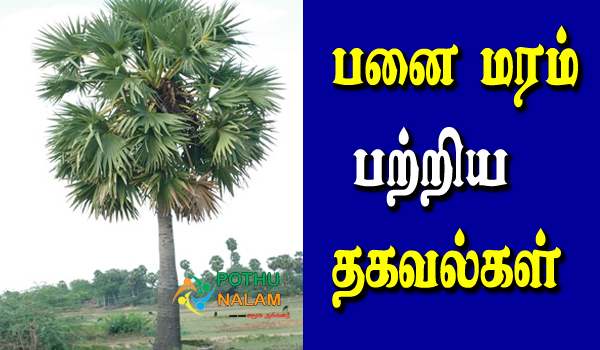 palm tree in tamil