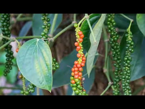 pepper seeds information in tamil