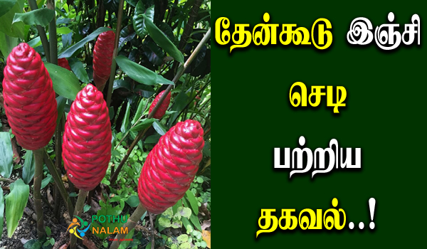 shampoo ginger plant uses in tamil