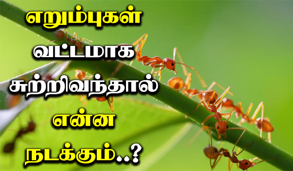 why do ants do the death spiral in tamil