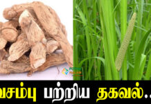 Acorus calamus information in tamil