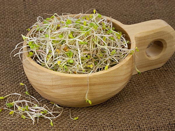 Alfalfa plant information in tamil