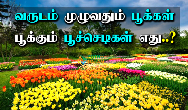 All Season Flower Plant in Tamil