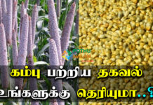 Bajra seeds in tamil