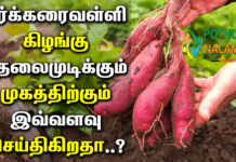 Benefits of Sweet Potato For Skin And Hair in Tamil