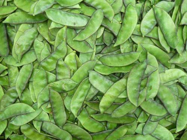 Broad beans uses in tamil