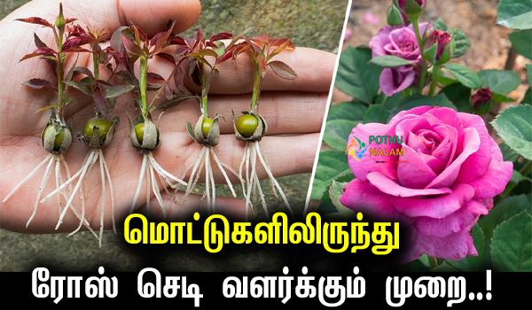 Growing Roses from Buds in Tamil