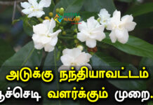 How To Grow Nandiyavattai Plant in Tamil