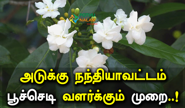 How To Grow Nandiyavattai Plant in Tamil