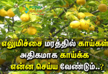 How To Lemon Tree Grow With Fruit in Tamil