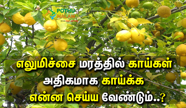 How To Lemon Tree Grow With Fruit in Tamil