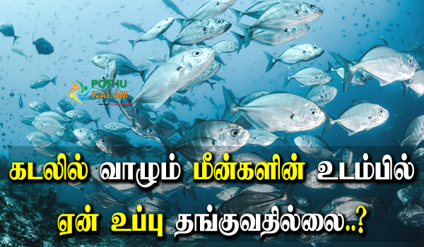 Why Are Fish Not Salty in Tamil 