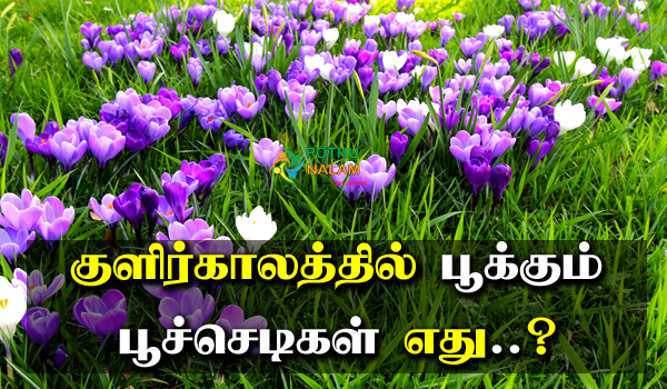 Winter Season Flower Plants Grow in Tamil