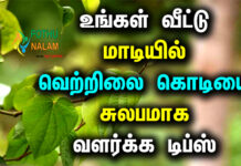 betel leaf growing tips in tamil