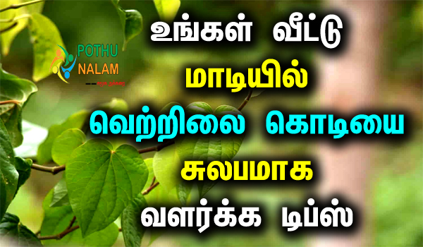 betel leaf growing tips in tamil