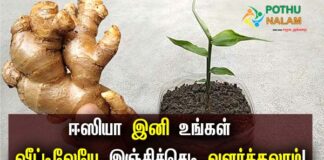 ginger plant growing in tamil