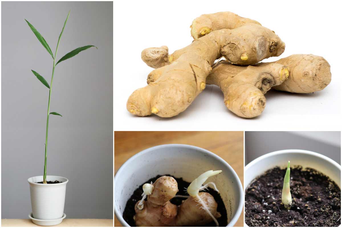 ginger plant growing conditions in tamil