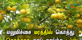lemon tree growing tips in tamil