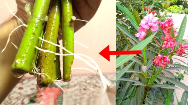 Arali chedi cuttings method| how to plant arali chedi