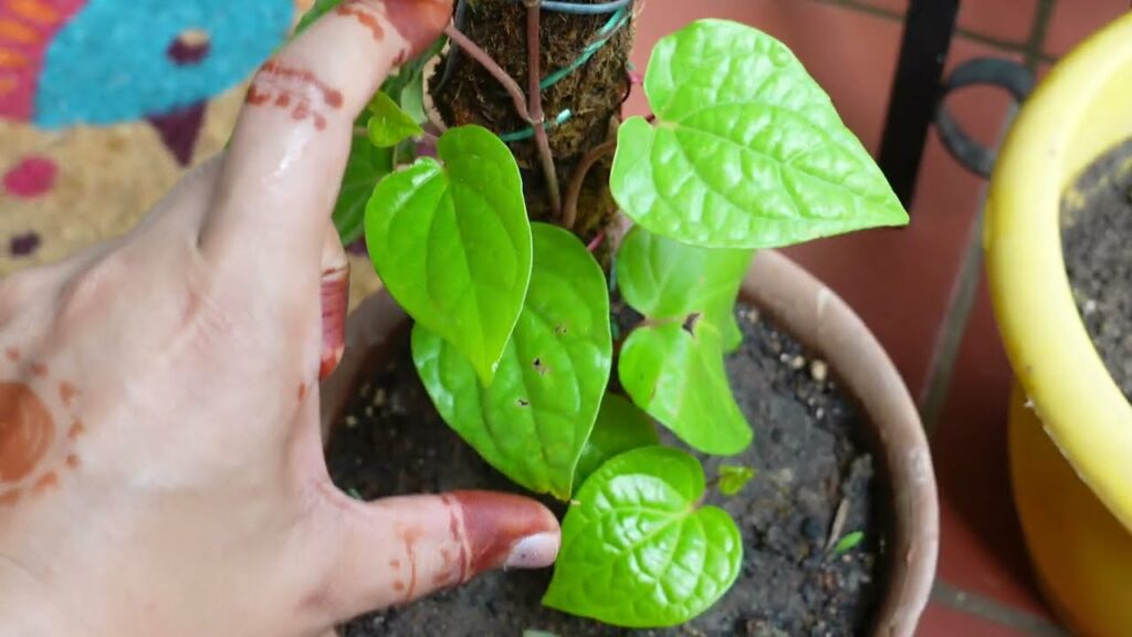  tips for growing betel plant indoors in tamil