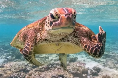 10 interesting facts about turtles