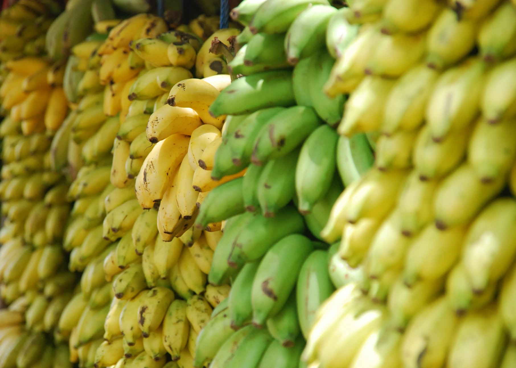 Banana Business Ideas in Tamil