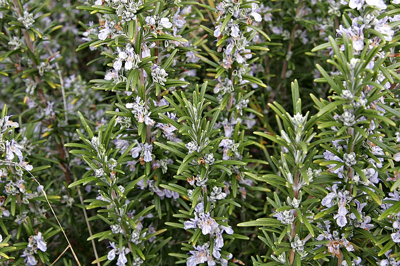 Benefits of rosemary in tamil