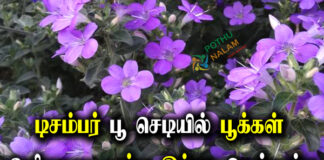 December Poo Pookka Tips in Tamil
