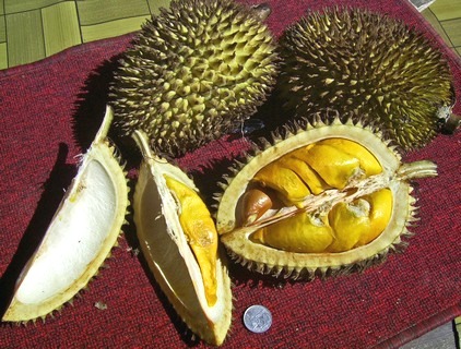 Durian fruit in tamil