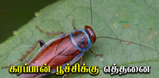 How Many Hearts Does a Cockroach Have in Tamil 
