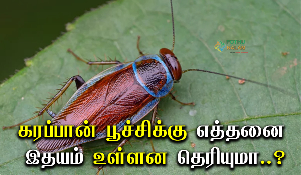 How Many Hearts Does a Cockroach Have in Tamil 