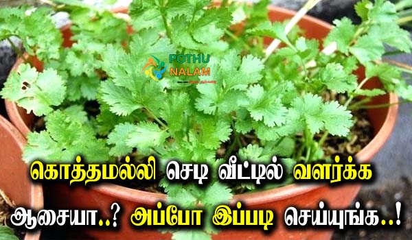 How To Grow Coriander At Home