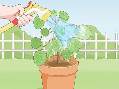 How to Get Rid of Little White Bugs on Plants Naturally