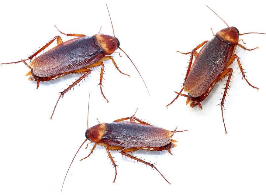 Information About Cockroaches in Tamil
