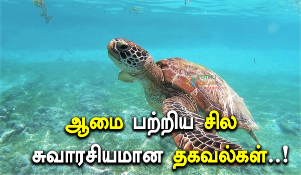 Information About Turtle in Tamil 