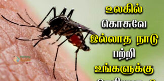 No Mosquito Country in Tamil 