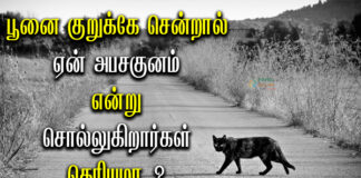 Scientific Reason Behind Cat Crossing in Tamil